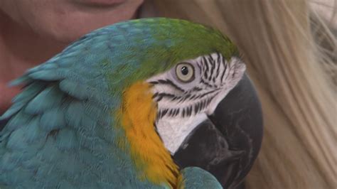 Harlequin macaw stolen from SW Miami-Dade backyard reunited with owners